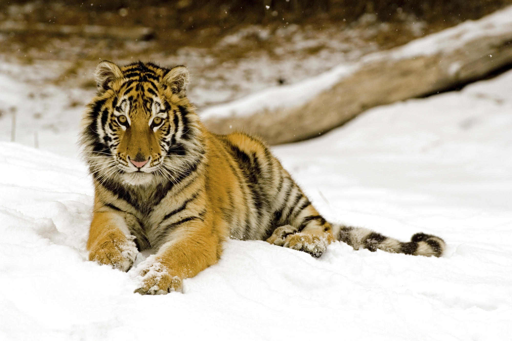 Snowy Afternoon Tiger222912820